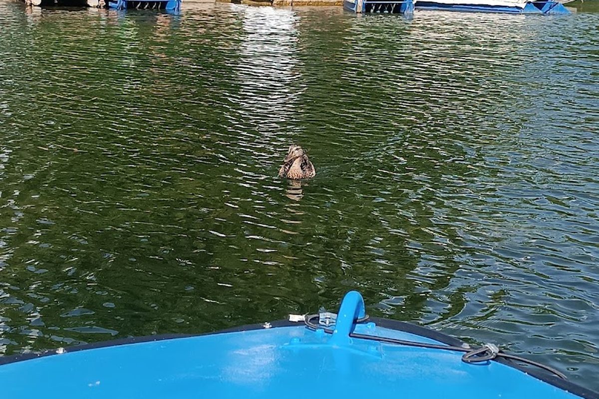 Azur Waldcamping Auwaldsee campsite in Ingolstadt — photo 3
