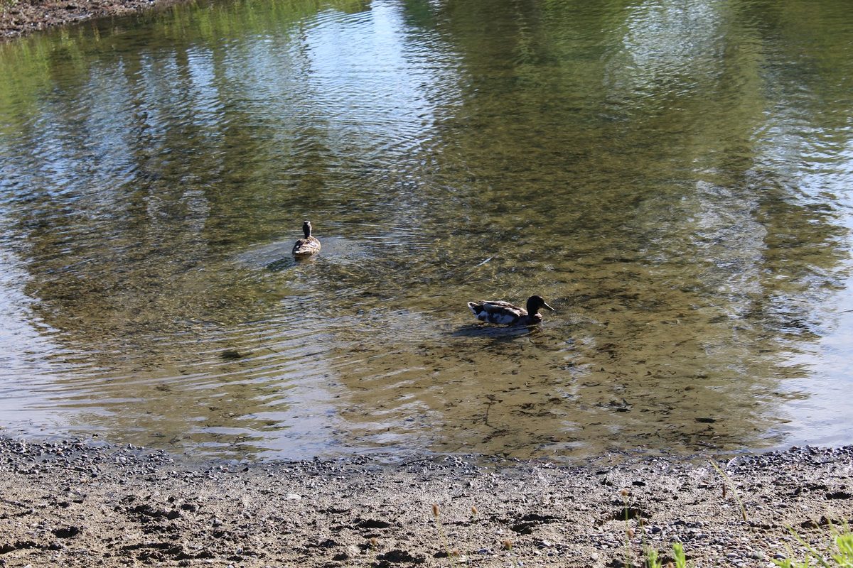 Camping Baggersee Schuttern campsite in Schutterzell — photo 4
