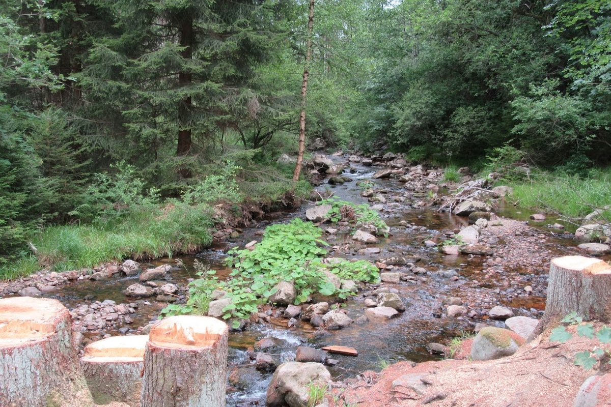 Camping Braunlage campsite in Braunlage — photo 5