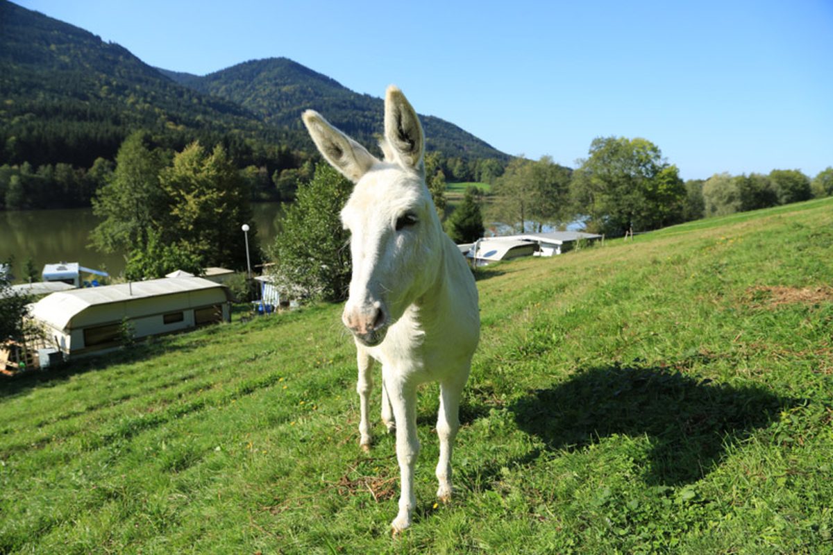 Camping Demmelhof campsite in Bad Tölz — photo 4