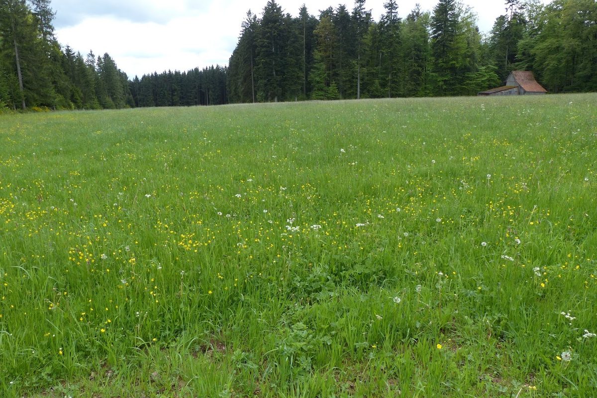 Camping Erbenwald campsite in Neubulach — photo 3