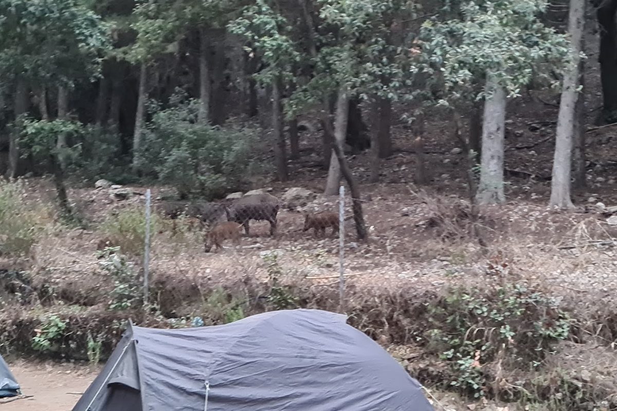 Camping Feniglia campsite in Porto Ercole — photo 5