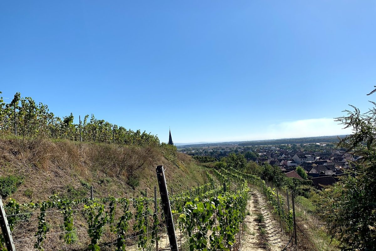 Camping Kaiserstuhl campsite in Ihringen — photo 5