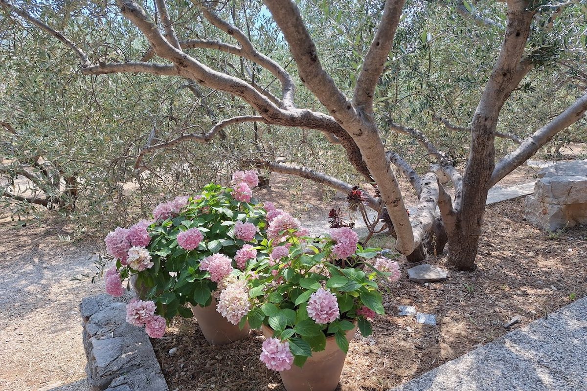 Camping Kanun campsite in Bol — photo 3