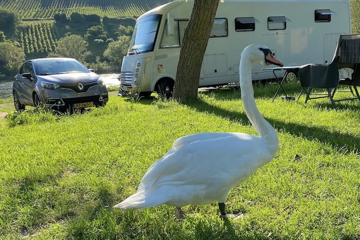 Camping Moselland campsite in Pünderich — photo 5