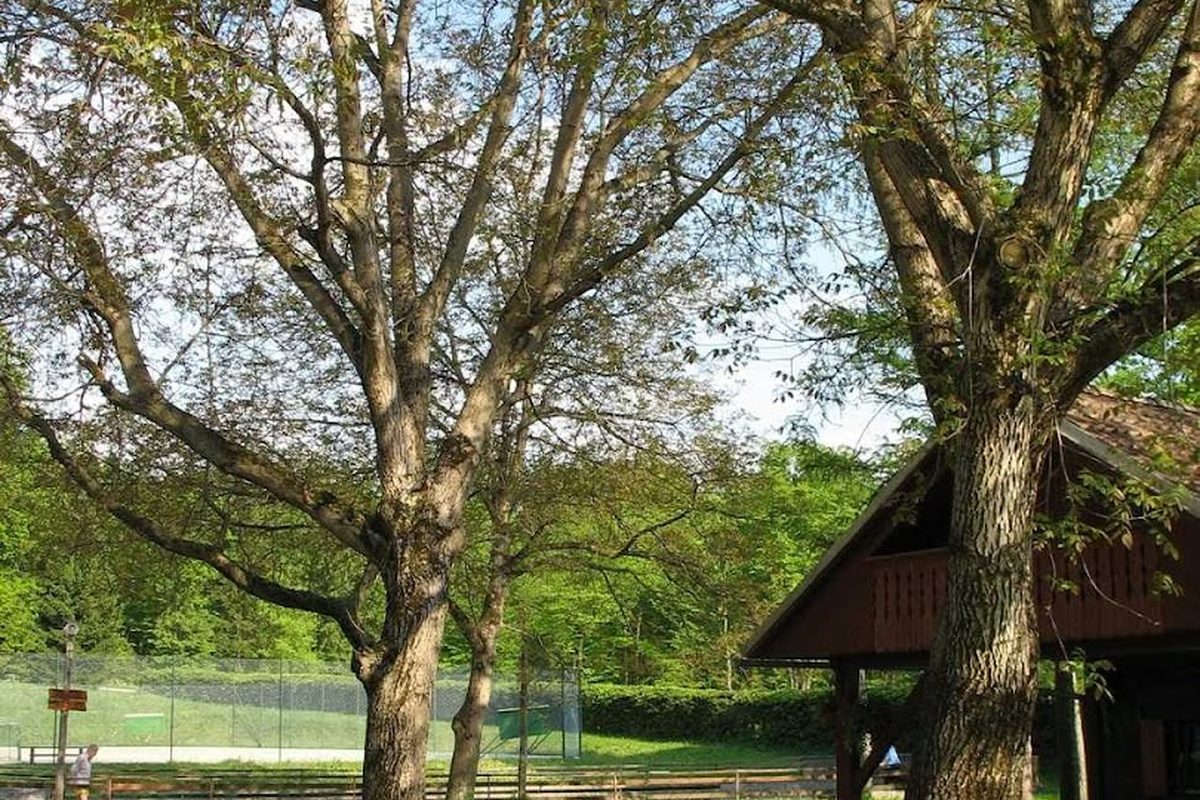 Camping Trnovc campsite in Podbrezje — photo 4
