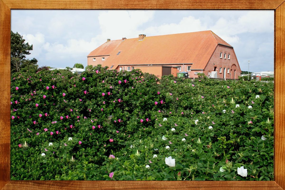 Campingplatz Eiland campsite in Norderney — photo 4