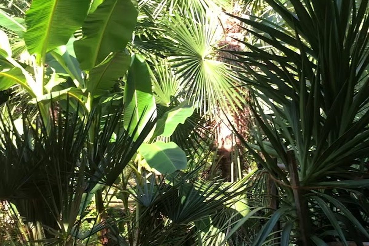 Kamp Eucalyptus campsite in Kapele — photo 2