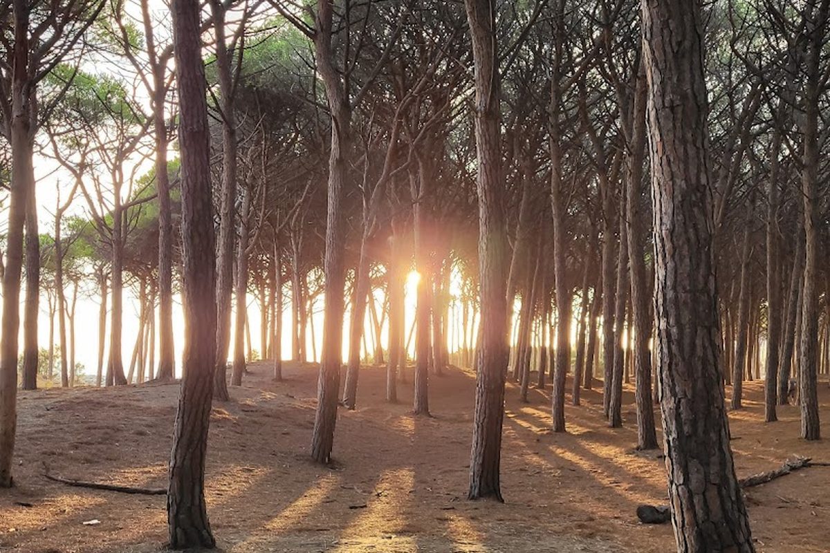 New Camping Le Tamerici campsite in Marina di Cecina — photo 4